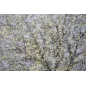 OBRAZ NA PŁÓTNIE TREE SIMPLE -A- 80X3,8X120 cm